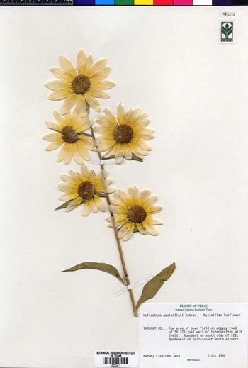 Plant specimen